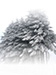 Schneebedeckte Fichte 1